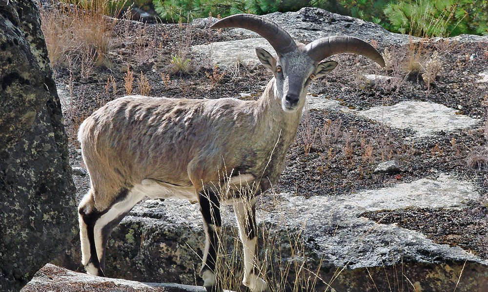 13 Reasons Why I cannot Wait to Go on Markha Valley Trek
