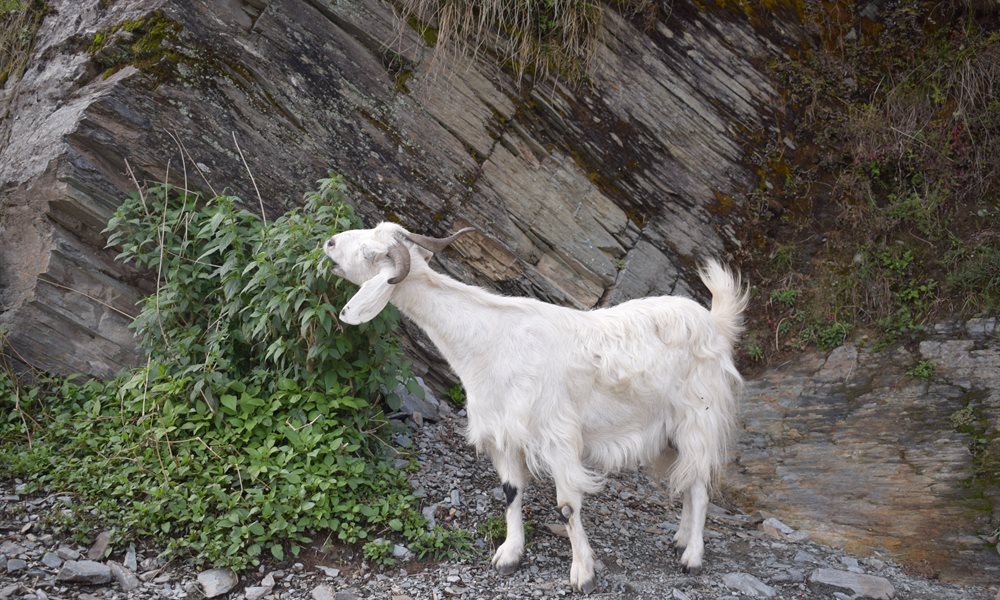 First Trek  (Bhagsu and Triund, Mcleodganj)