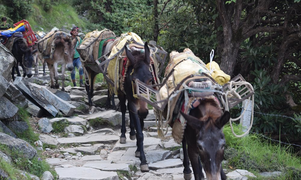 First Trek  (Bhagsu and Triund, Mcleodganj)