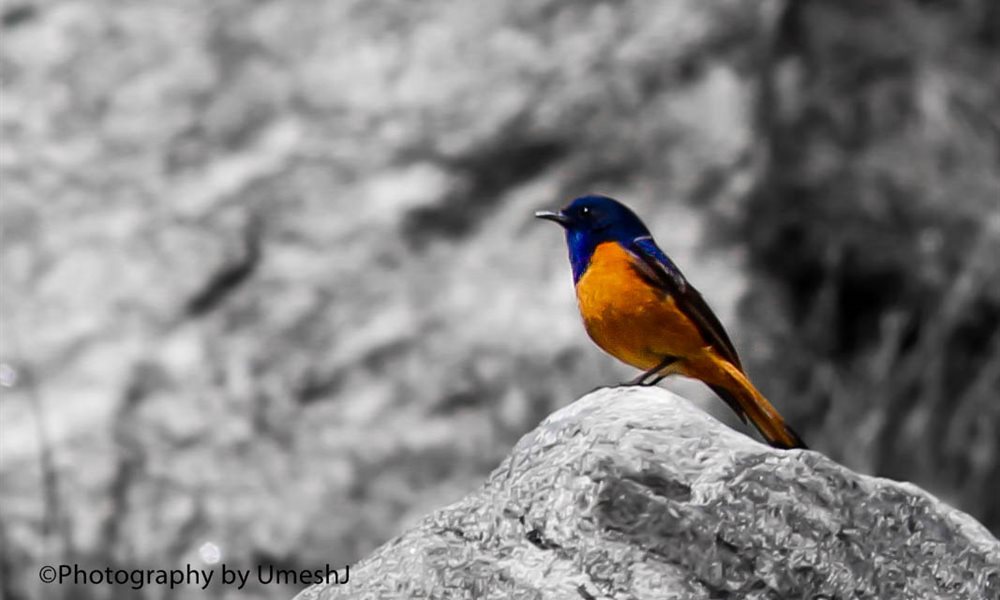 A Breath-Taking Journey to Gangotri - Gomukh - Tapovan