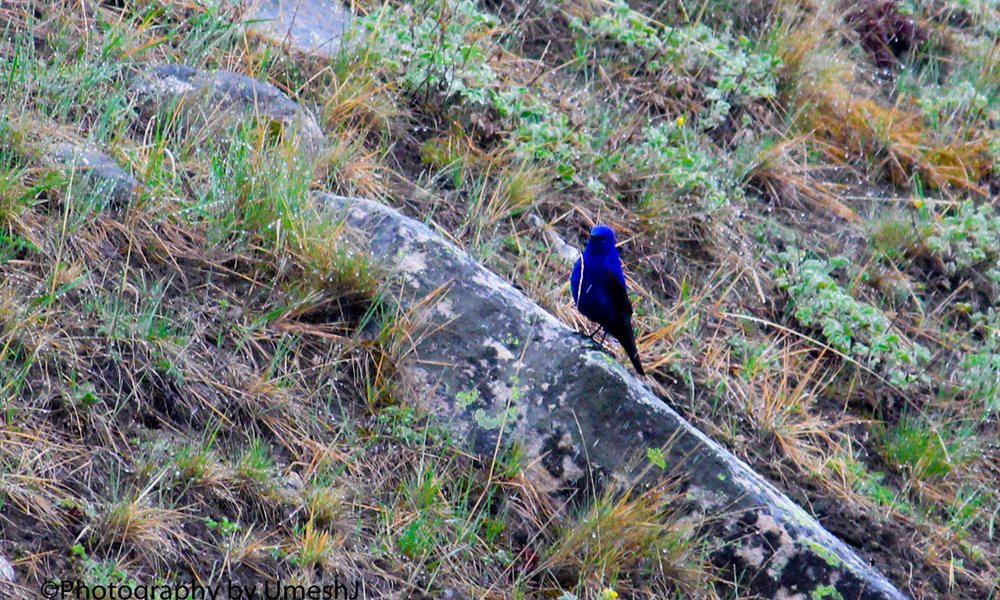 A Breath-Taking Journey to Gangotri - Gomukh - Tapovan