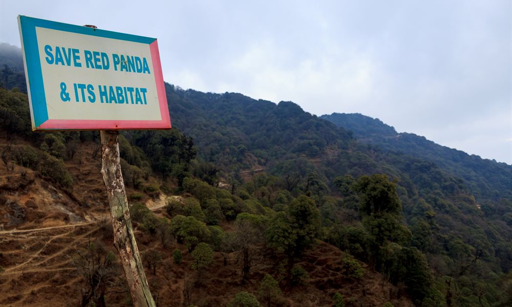 In search of the Kanchenjunga