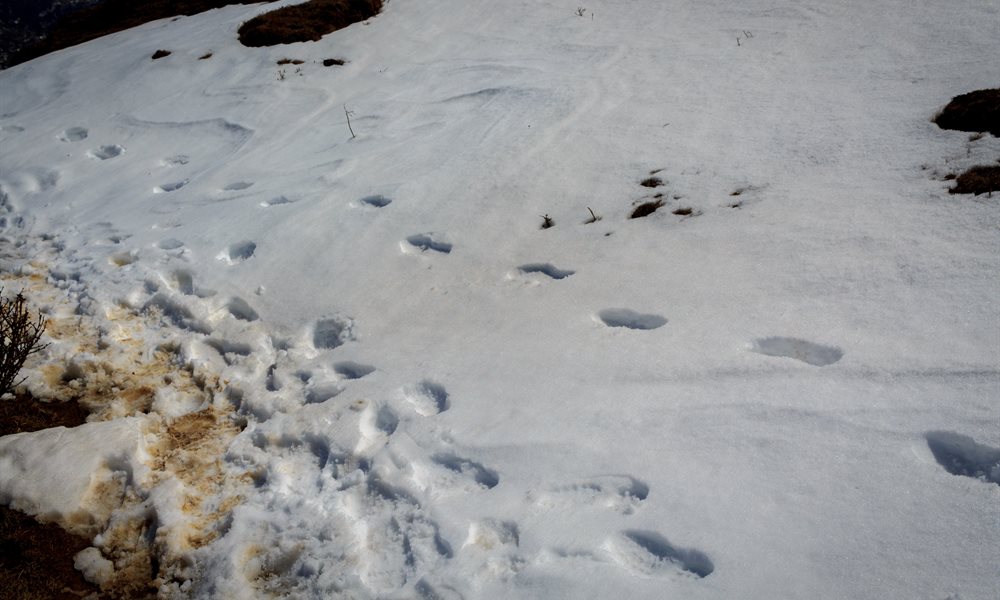 In search of the Kanchenjunga
