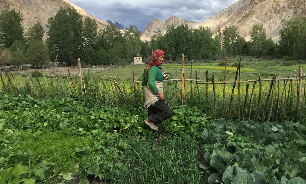 Markha Valley Trek: Your gateway to Ladakhi Culture