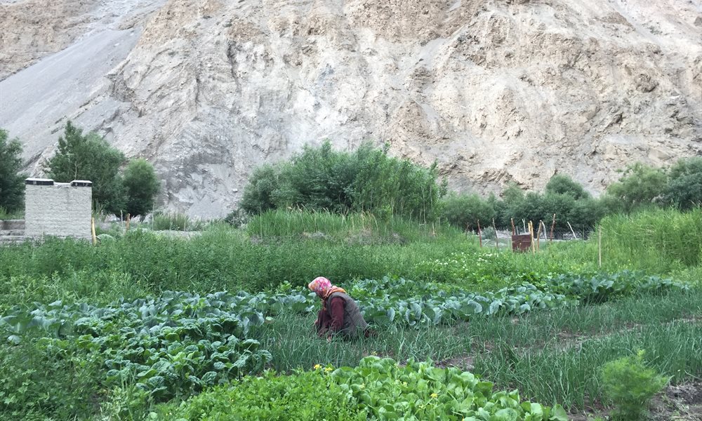 Markha Valley Trek: Your gateway to Ladakhi Culture