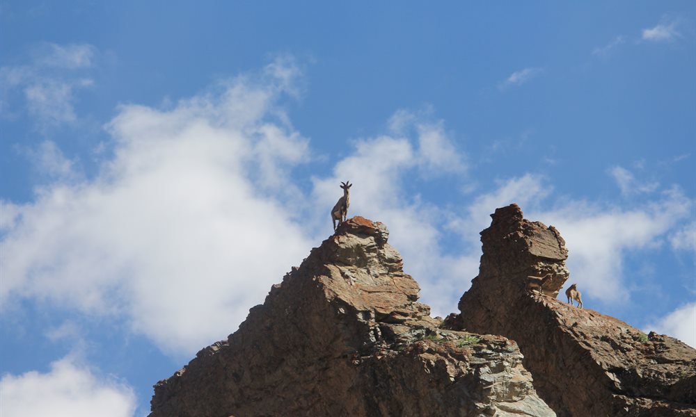 Wildlife you stumble across while trekking in Ladakh 