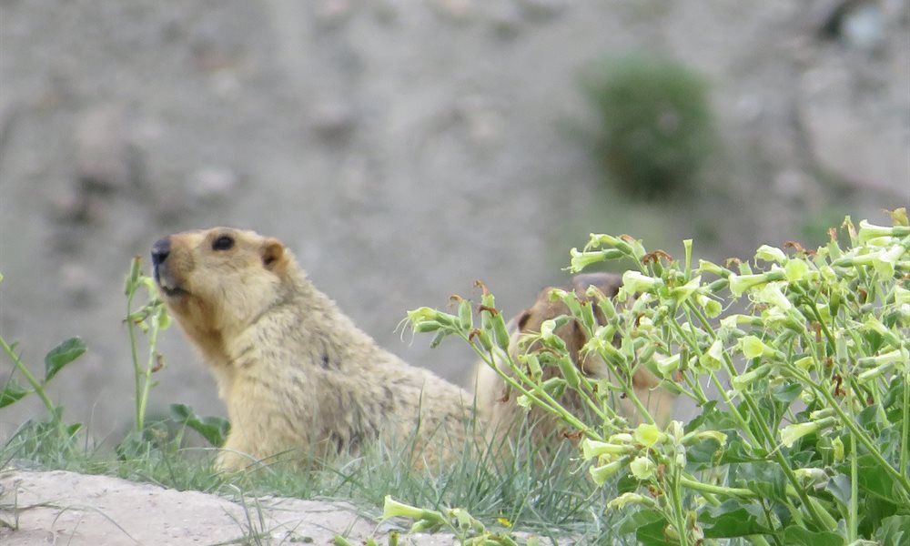 Wildlife you stumble across while trekking in Ladakh 
