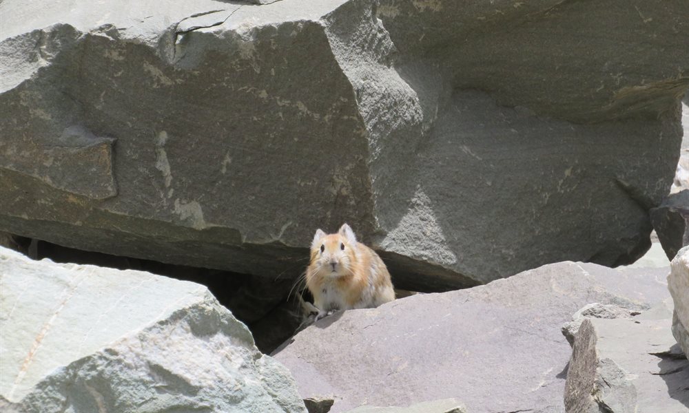 Wildlife you stumble across while trekking in Ladakh 