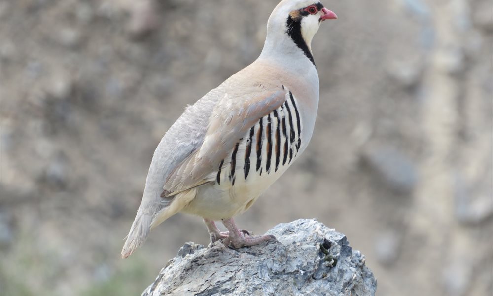 Wildlife you stumble across while trekking in Ladakh 