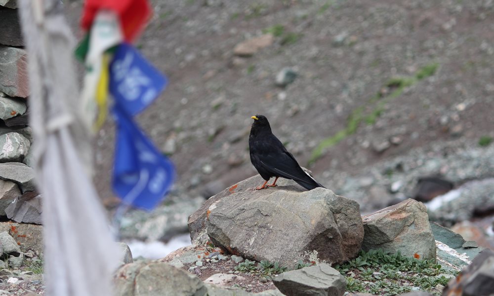 Wildlife you stumble across while trekking in Ladakh 