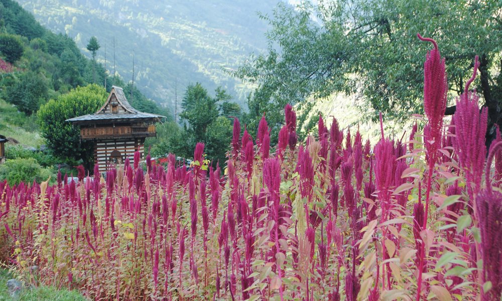 The Beautiful Himalayan Treks You Can Do This Coming Dusshera Long Weekend