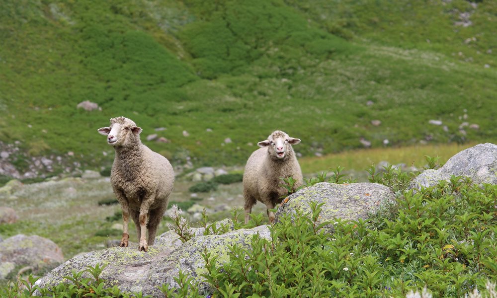 Ten days, ten reasons to go on Pin Parvati Pass