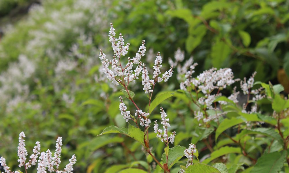 Pin Parvati Pass Flora and Fauna 