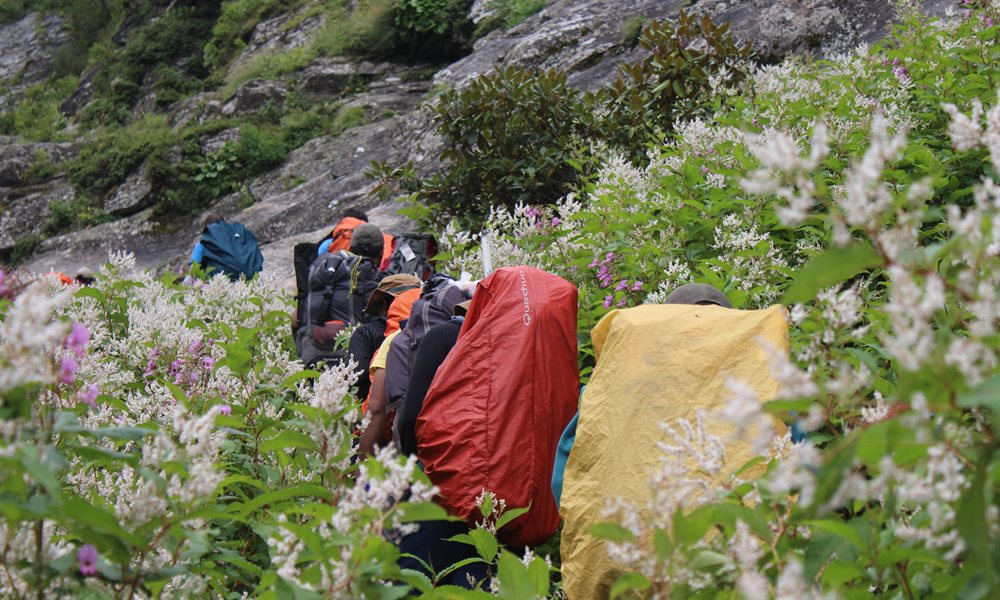 Pin Parvati Pass Flora and Fauna 