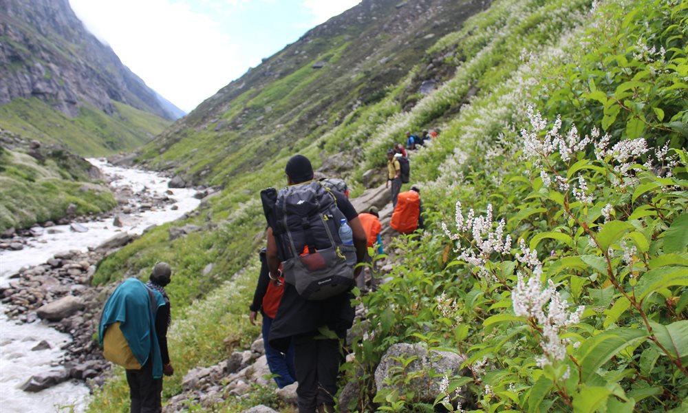 Pin Parvati Pass Flora and Fauna 