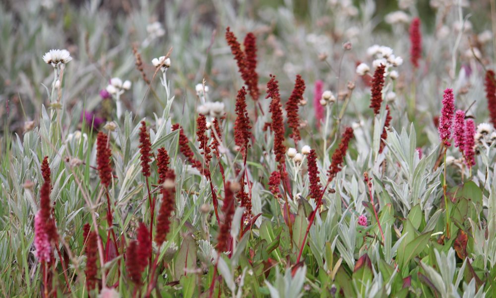 Pin Parvati Pass Flora and Fauna 
