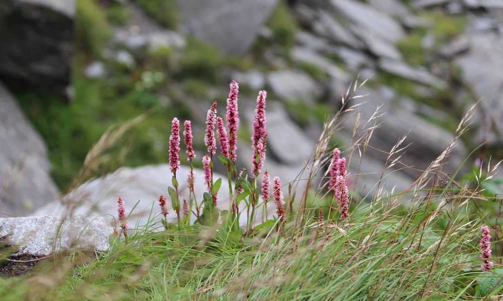 Pin Parvati Pass Flora and Fauna 