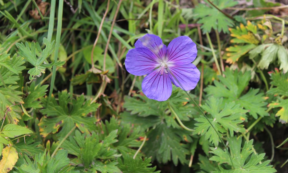 Pin Parvati Pass Flora and Fauna 