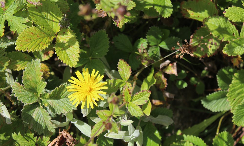 Pin Parvati Pass Flora and Fauna 