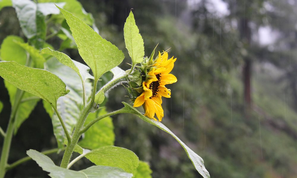 Pin Parvati Pass Flora and Fauna 