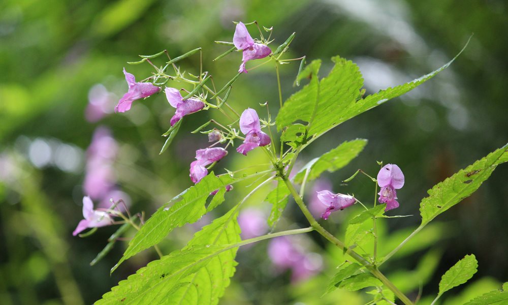Pin Parvati Pass Flora and Fauna 