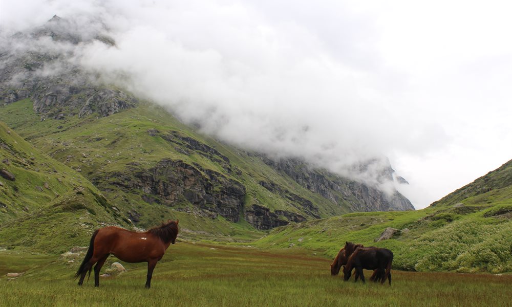 Pin Parvati Pass Flora and Fauna 