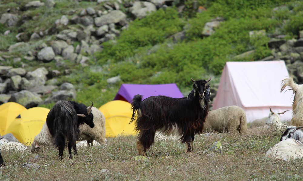 Pin Parvati Pass Flora and Fauna 