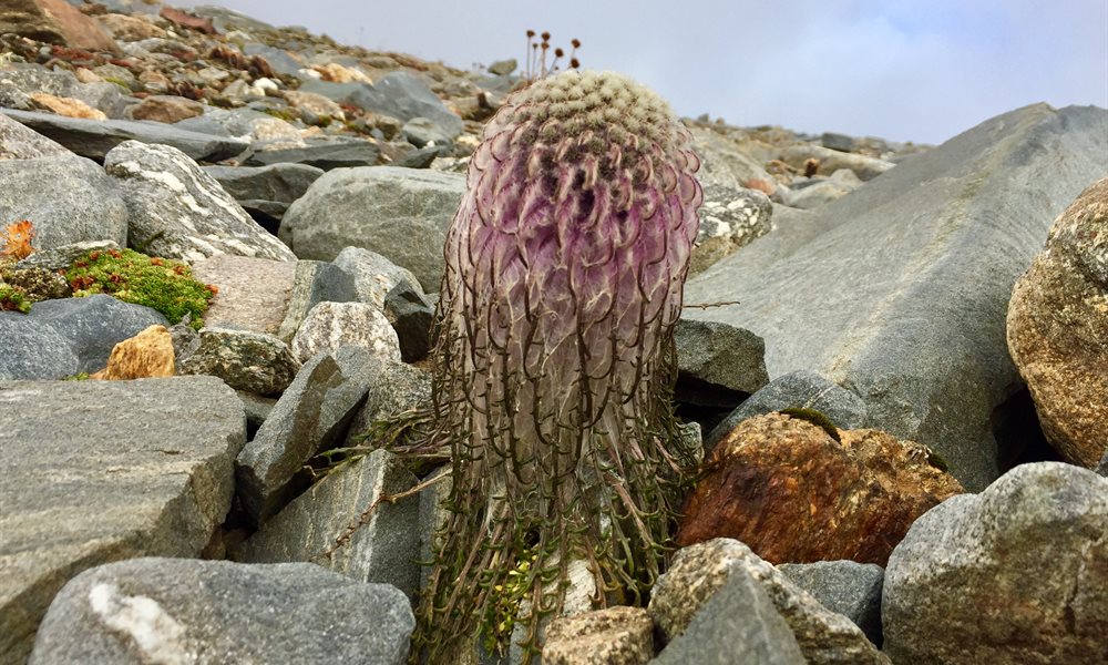 Get to know the flowers that can save or kill you on the Bali Pass trek.