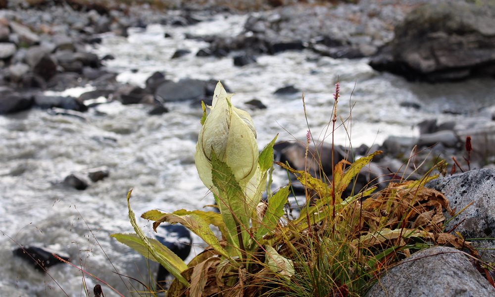 Get to know the flowers that can save or kill you on the Bali Pass trek.