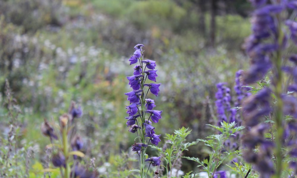 Get to know the flowers that can save or kill you on the Bali Pass trek.