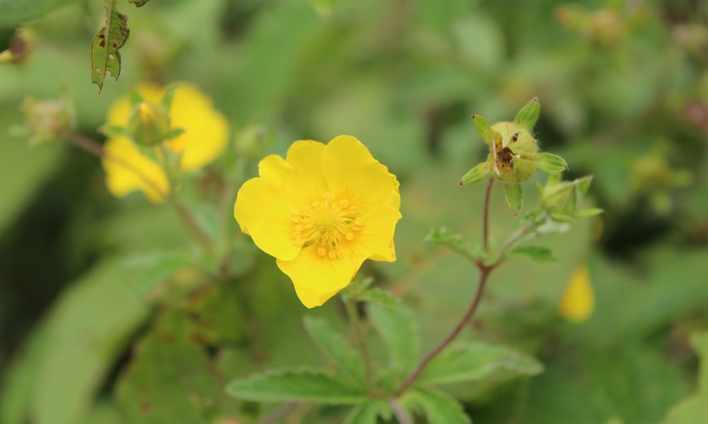 Get to know the flowers that can save or kill you on the Bali Pass trek.