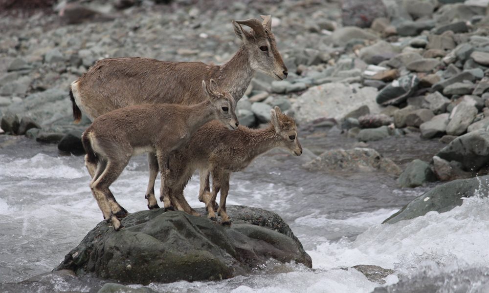 Vasuki Tal Flora and Fauna