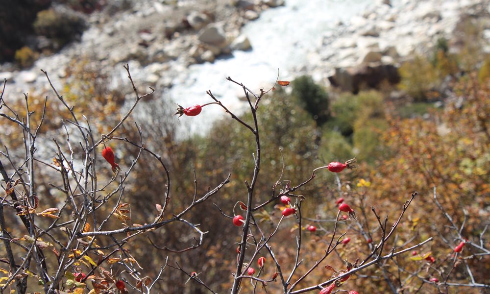 Vasuki Tal Flora and Fauna