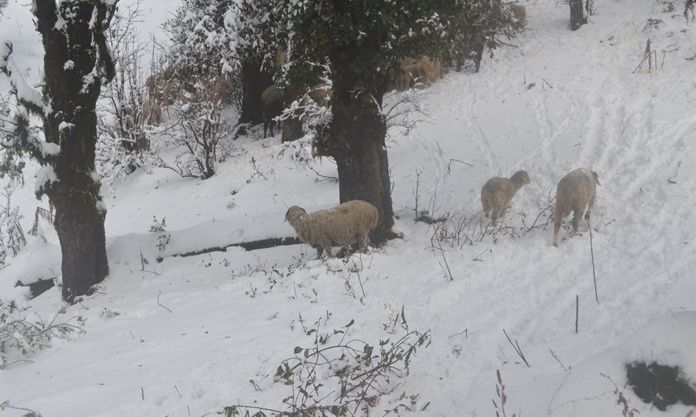 Strenuous yet Magical – Kedarkantha Trek