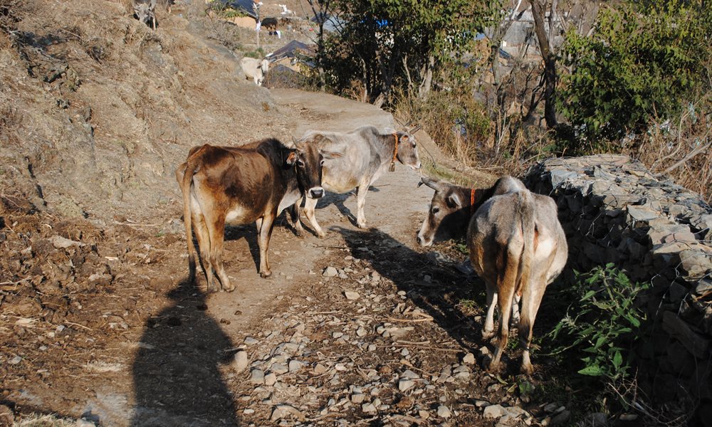 Nag Tibba: A Photo Story 