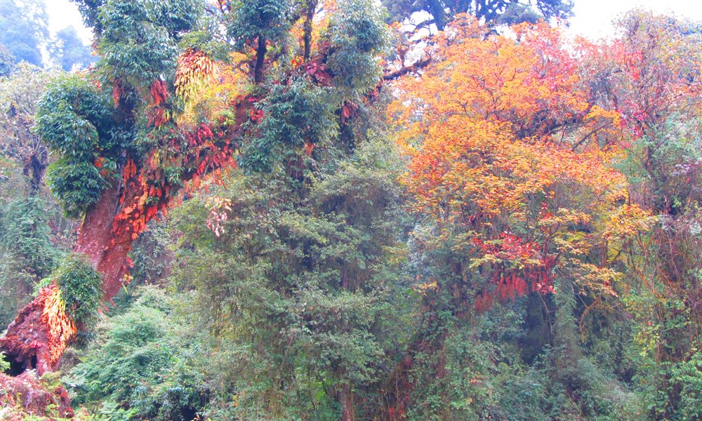 What is the Best Time to do Goecha La Trek
