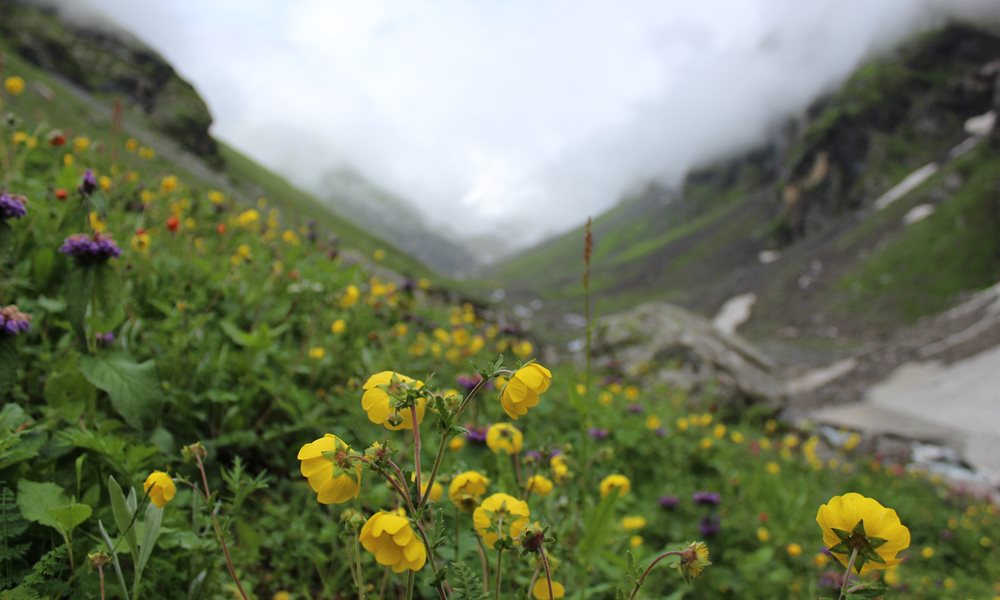 Inviting Applicants for Mt. Deo Tibba Exploratory Expedition - March Updates #AdventureBulletin