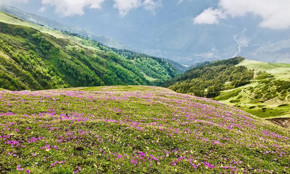 A beautiful summer trail