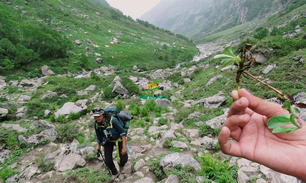 Deo Tibba Base Camp: A Healing Trek