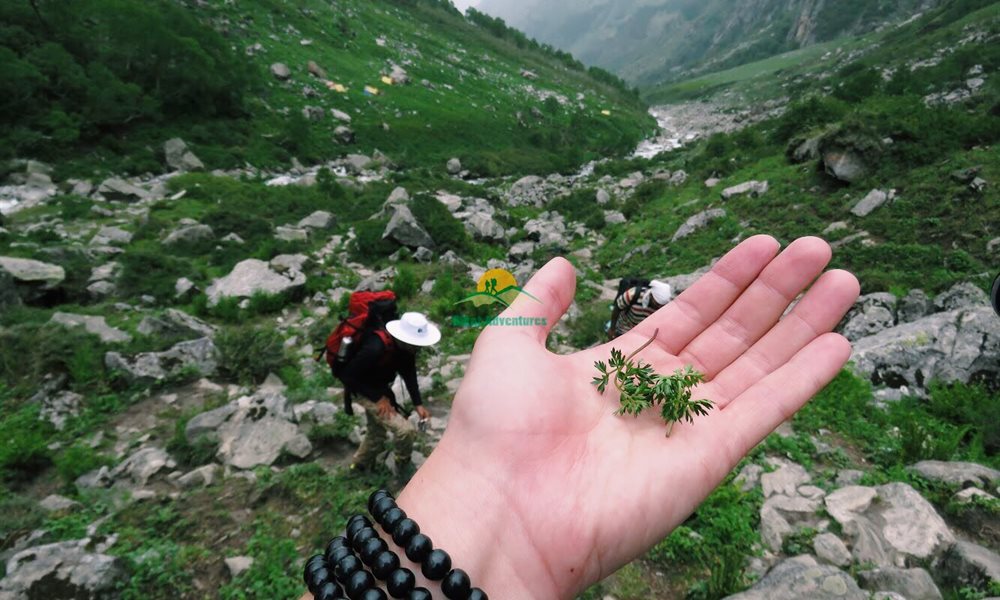 Deo Tibba Base Camp: A Healing Trek
