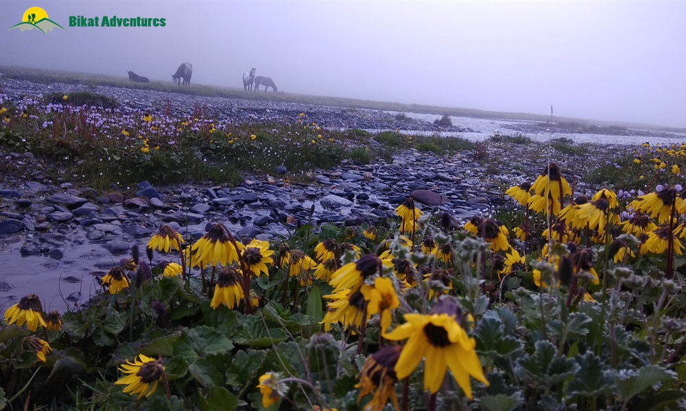 Pin Bhaba Pass: The Photo Journal To Wonderland