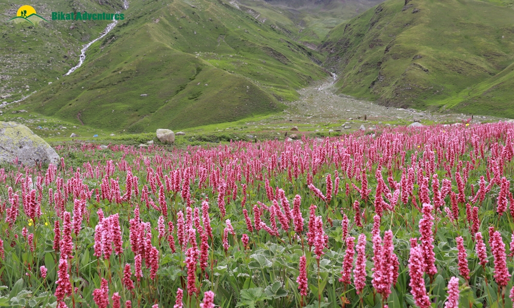 Pin Bhaba Pass: 5 Things To Look Forward