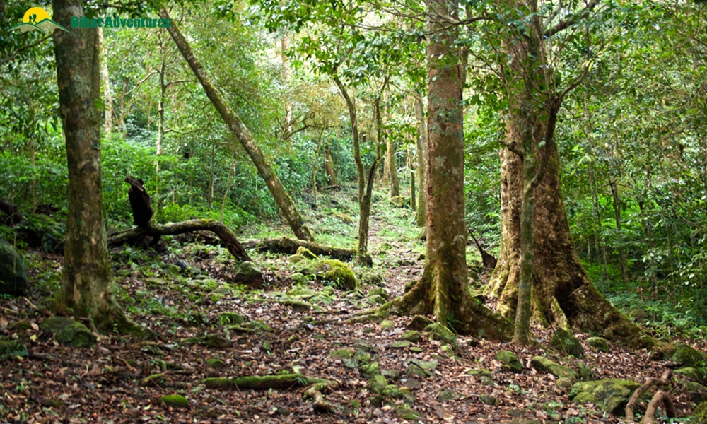 Why Kumara Parvatha Trek Is Good For Beginners And Experienced Trekkers