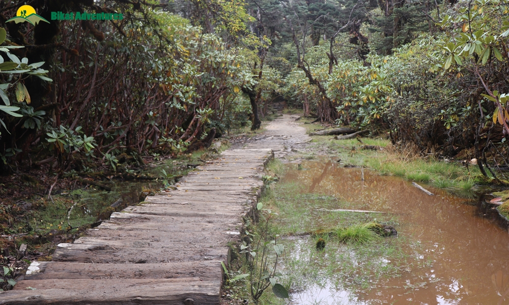 Goecha La: Into The Woods