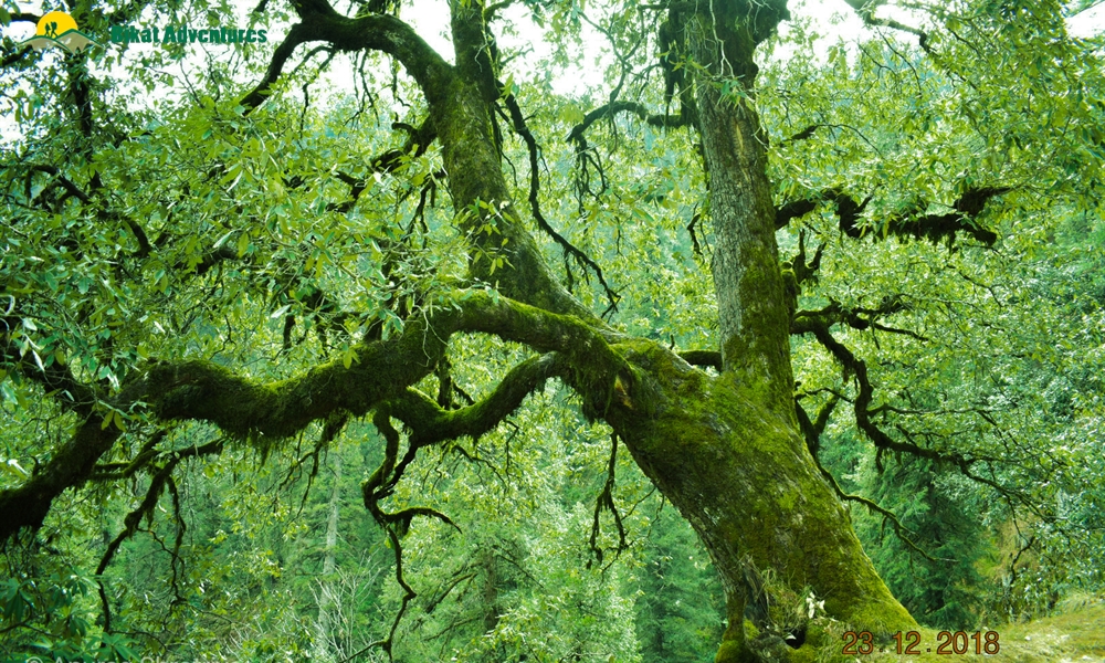 Trekking: A Life Beyond Luxury