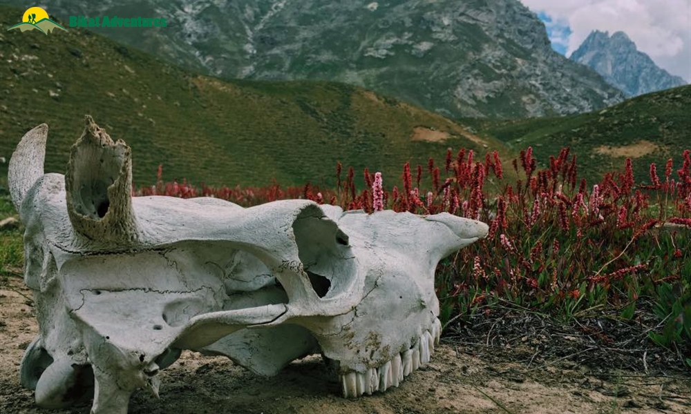 Rainbows and Near Death Experiences: Trekking Miyar Valley to Kang La