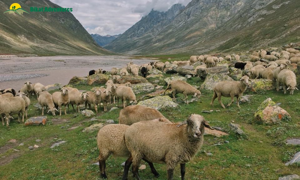 Why Miyar Valley Is The Perfect Trek For Beginners