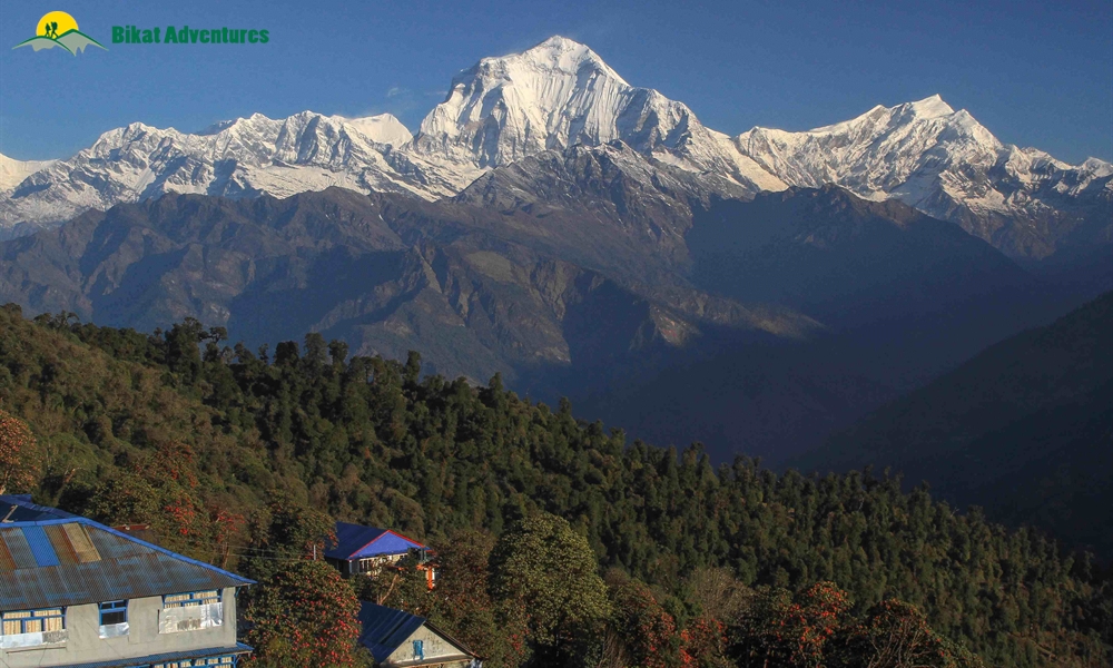 Seven Reasons Why You Should Go For The Annapurna Base Camp Trek