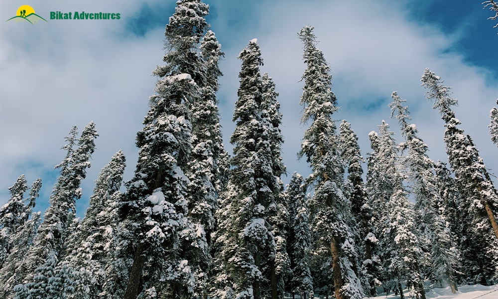 Skiing In India: A Complete Guide To Where, When And How