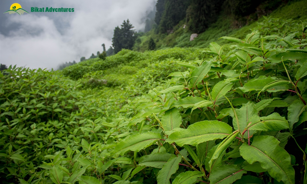 A Visual Narration of Kalihani Pass Trek